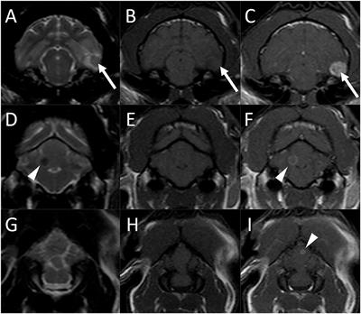 Case report: MRI findings with CNS blastomycosis in three domestic cats